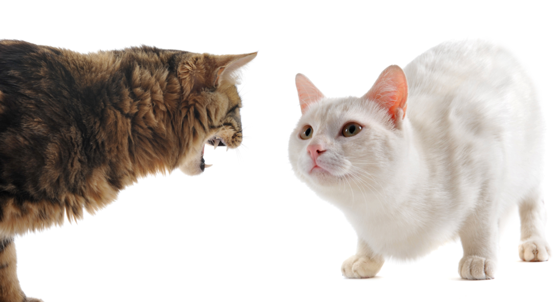 Aggressività-verso-altri-gatti